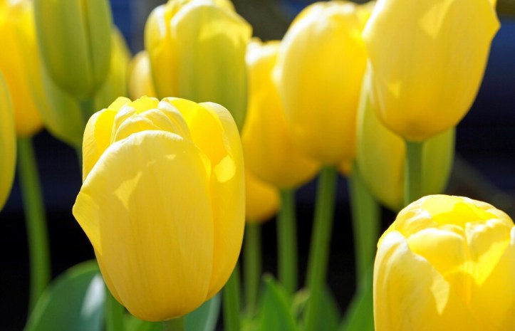 DSC08069 copy-1024x659